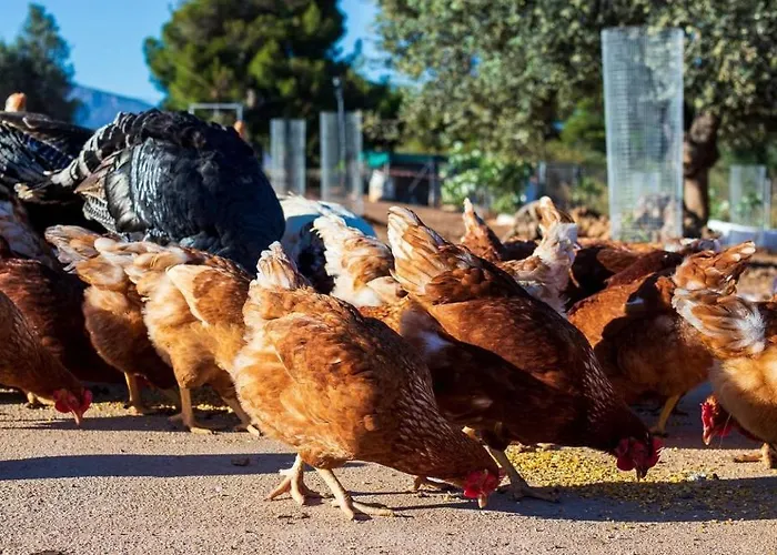 Giagias Family Farm