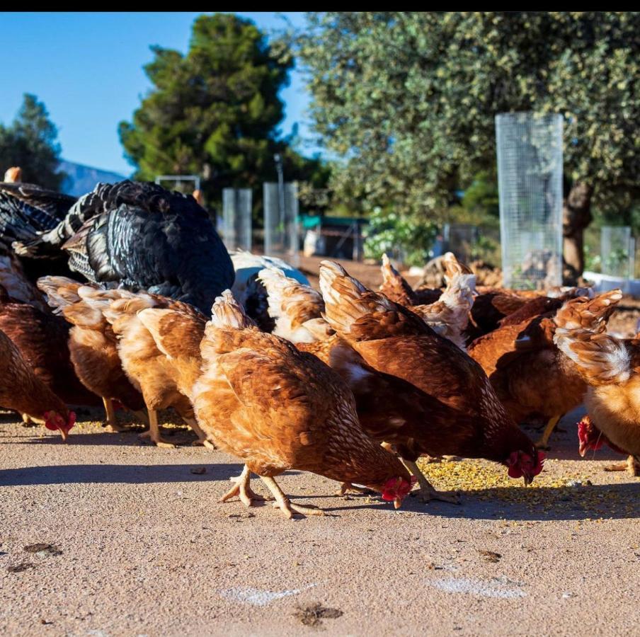 Giagias Family Farm