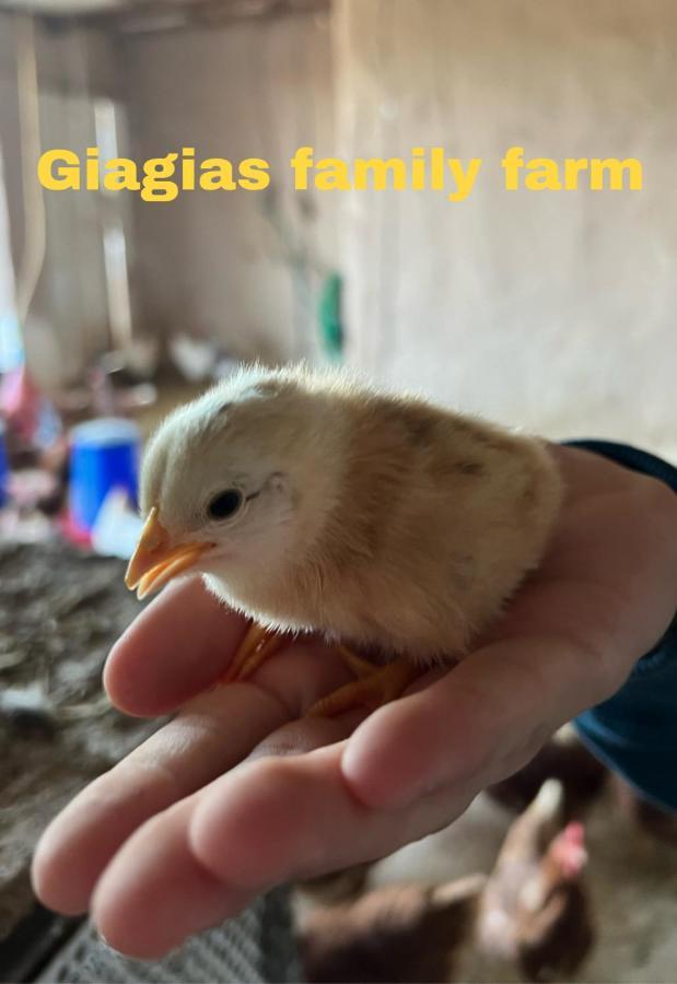 Giagias Family Farm Bauernhof