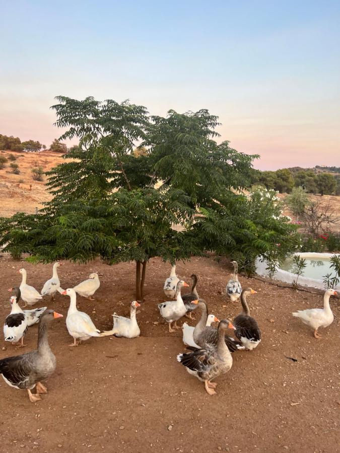 Giagias Family Farm Bauernhof *